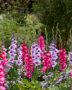 Gladdies Gladiolus combination