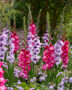 Gladdies Gladiolus combinatie