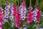 Gladdies Gladiolus combinatie