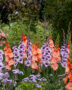 Gladdies Gladiolus combination