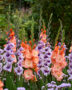 Gladdies Gladiolus combination