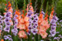 Gladdies Gladiolus combinatie