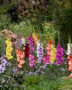 Gladdies Gladiolus mix