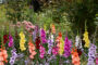 Gladdies Gladiolus mix