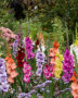 Gladdies Gladiolus mix