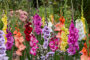 Gladdies Gladiolus mix