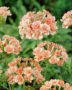 Verbena Corsage Peach ®