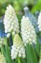 Muscari aucheri White Magic
