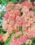 Achillea Apricot Delight