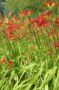 Hemerocallis red 