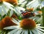 Butterfly on Echinacea flower