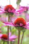 Echinacea pink
