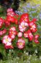 Begonia marginata