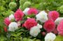 Begonia pink-white