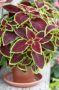 Coleus scutellarioides Versa Crimson Gold