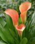 Zantedeschia Mercedes