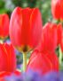 Tulipa World's Fire
