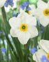 Narcissus Arguros