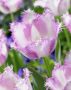 Tulipa bicolour