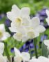 Narcissus montana