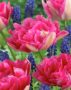 Tulipa Renoir