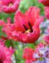 Tulipa roze