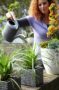 Woman watering Carex on pot