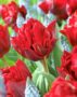 Tulipa Red Princess