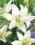 Lilium white