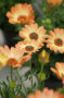 Osteospermum Astra Yellow Apricot