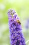 Buddleja davidii