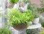 Herbs in hanging basket