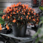 Begonia Glowing Embers ®
