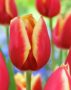 Tulipa Bolroyal Happy