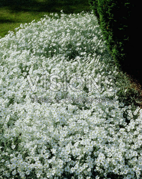 Cerastium tomentosum var. columnae Cerastium tomentosum var. columnae