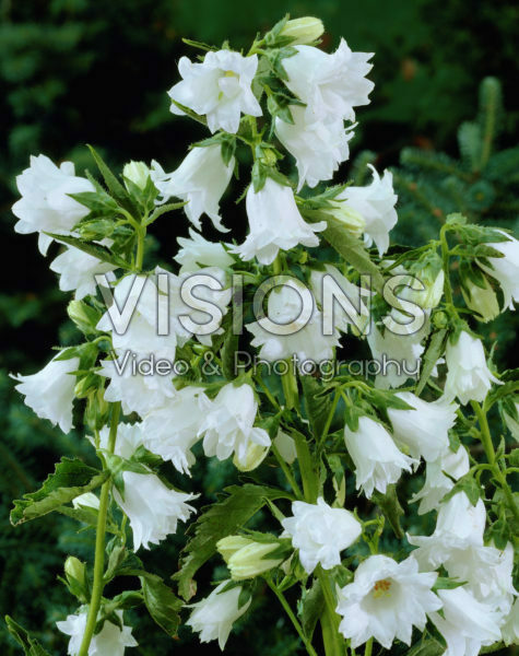 Campanula trachelium Alba Campanula trachelium Alba