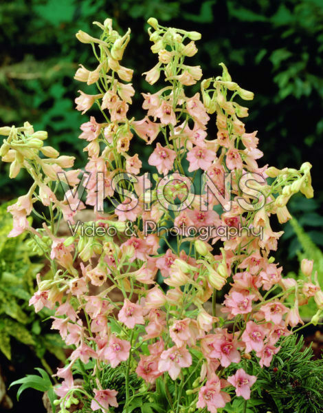 Delphinium x ruysii Pink Sensation Delphinium x ruysii Pink Sensation