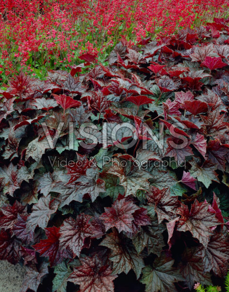 Heuchera micrantha Palace Purple Heuchera micrantha Palace Purple