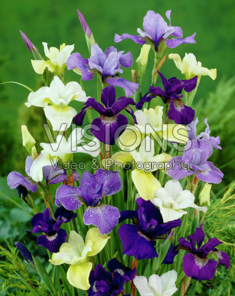 Iris sibirica mixed