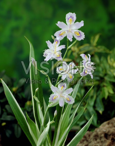 Iris japonica Variegata Iris japonica Variegata