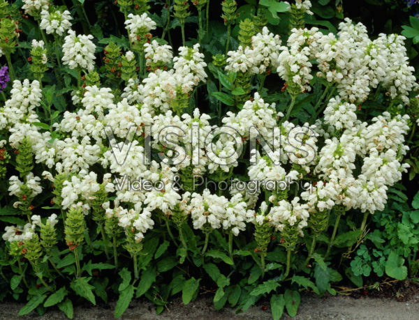 Prunella grandiflora Alba Prunella grandiflora Alba