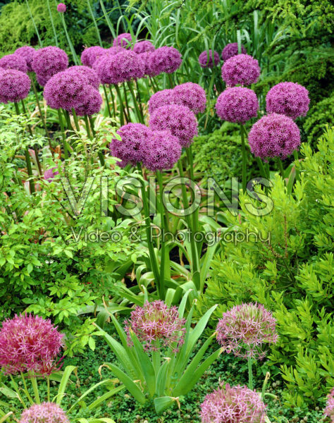 Allium Globemaster