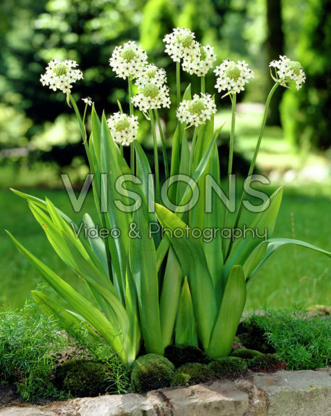 Ornithogalum saundersiae