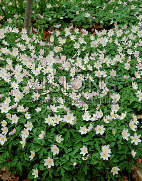 Anemone nemorosa Anemone nemorosa
