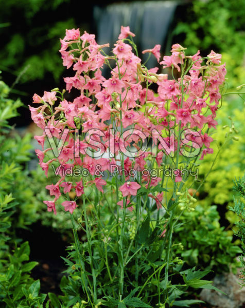 Delphinium x ruysii Pink Sensation Delphinium x ruysii Pink Sensation