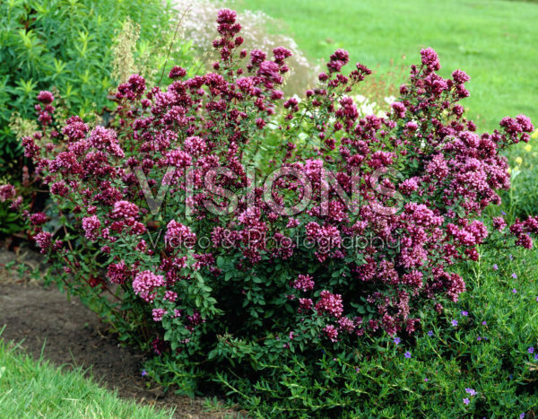 Origan Herrenhausen, Origanum laevigatum 'Herrenhausen, Arom'antique.