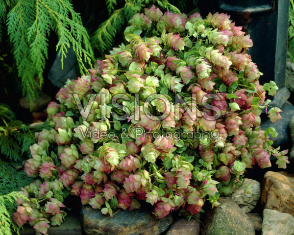Origanum rotundifolium Origanum rotundifolium