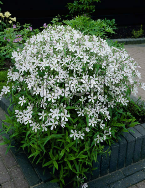 Phlox divaricata White Perfume