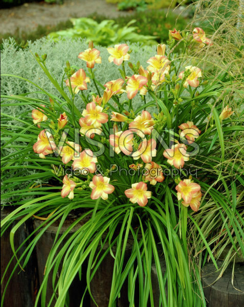 Hemerocallis Eenie Allegro Hemerocallis Eenie Allegro