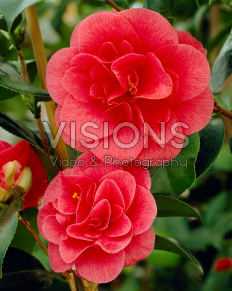 Camellia japonica Rubra